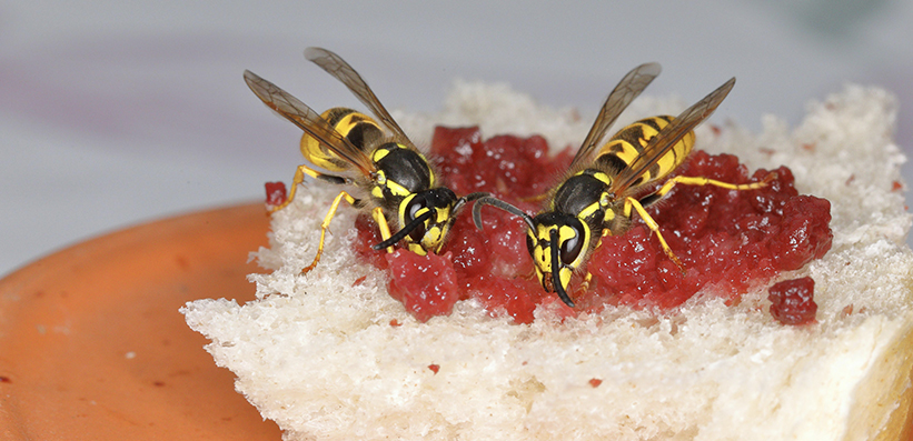 Wespen (Vespula vulgaris), die sich an einem Marmeladen-Sandwich laben