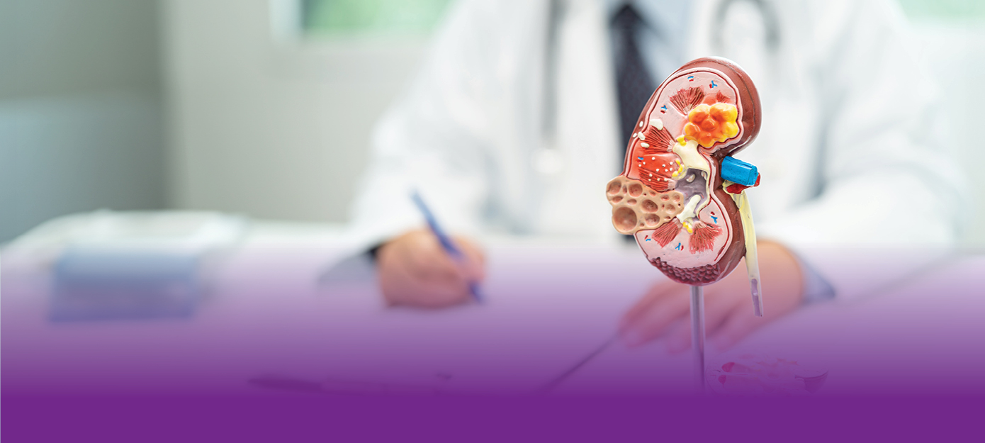 Nierenmodell mit Arzt im Hintergrund 