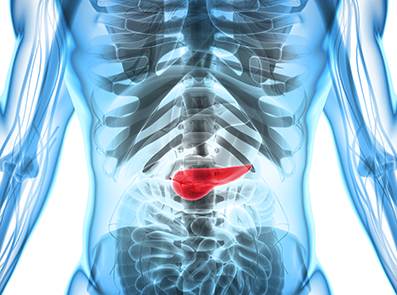 Darstellung des Pankreas im menschlichen Körper
