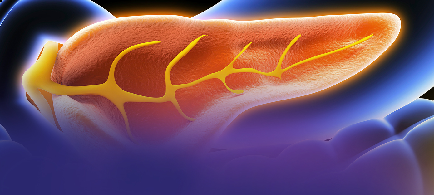 Darstellung eines Querschnittes durch die Bauchspeicheldrüse, Artwork Pankreas