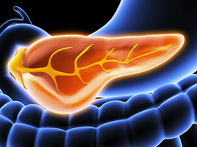 Darstellung eines Querschnittes durch die Bauchspeicheldrüse, Artwork Pankreas 