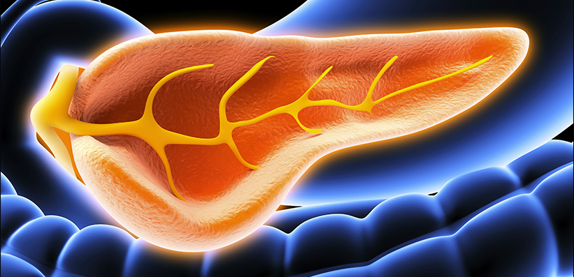 Darstellung eines Querschnittes durch die Bauchspeicheldrüse, Artwork Pankreas