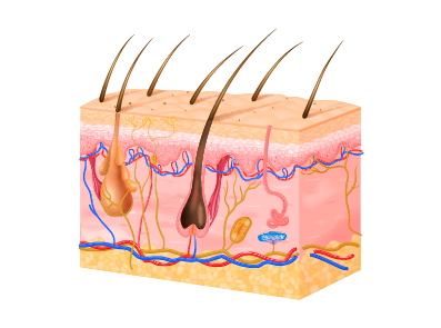 Schematische Darstellung der Hautschichten mit Haarwurzeln und Gefäßen