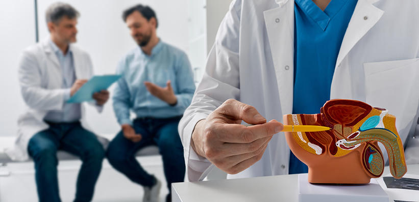 Arzt zeigt mit einem Stift auf ein anatomisches Modell der männlichen Harnwege