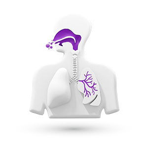 3D Abbildung einer menschlichen Lunge