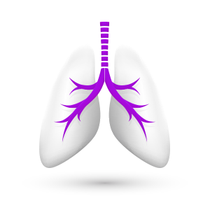 3D Ansicht einer Lunge