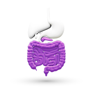 3D Grafik des Magen-Darm-Trakts